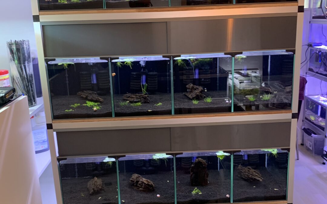 Vant til blyant forvisning 25 Liters akvarie reol | Shrimps